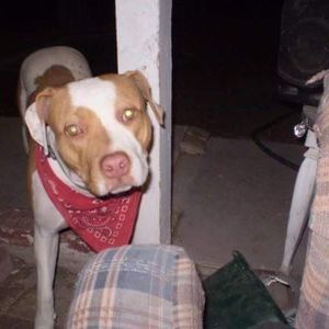 Meet your Posher, Lashawn